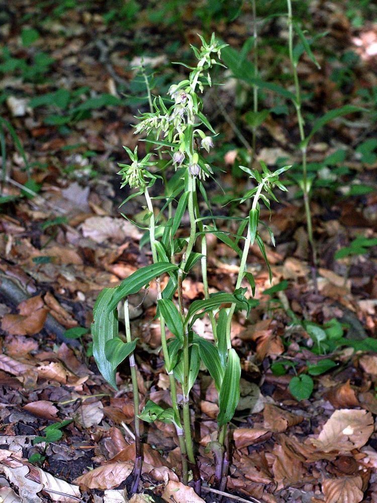 Epipactis leptochila Epipactis leptochila Wikipedia la enciclopedia libre