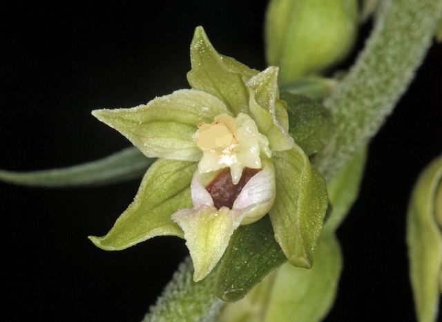 Epipactis leptochila Epipactis leptochila ssp leptochila a gallery on Flickr