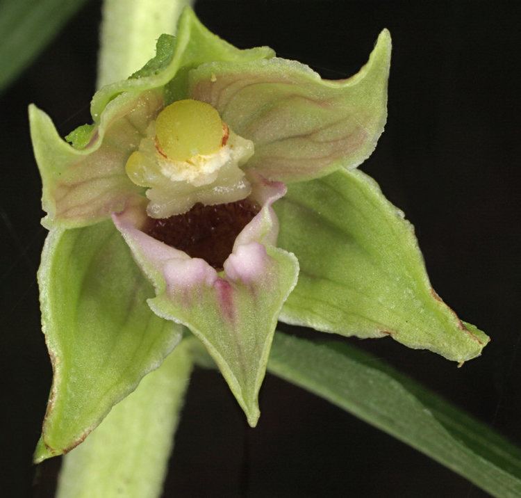 Epipactis leptochila Orchids of Europe photografic archives