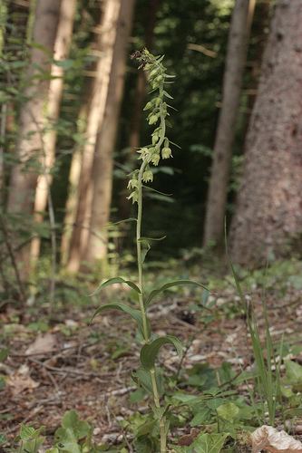 Epipactis leptochila Epipactis leptochila ssp leptochila a gallery on Flickr