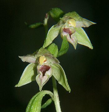 Epipactis leptochila httpsuploadwikimediaorgwikipediacommonsthu