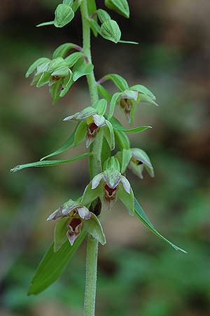 Epipactis leptochila AHOBayern Epipactis leptochila