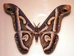 Epiphora (moth) httpsuploadwikimediaorgwikipediacommonsthu