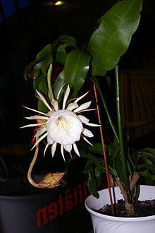 Epiphyllum httpsuploadwikimediaorgwikipediacommonsthu