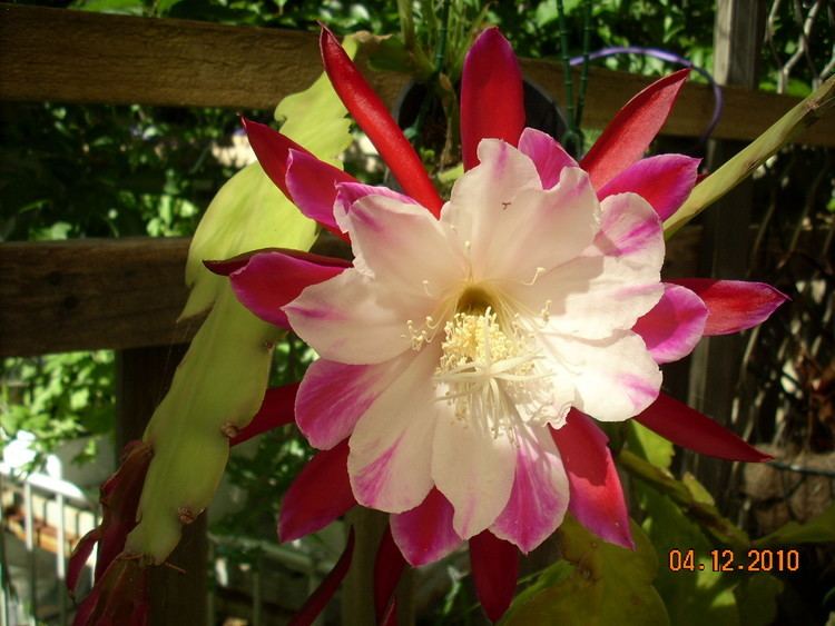 Epiphyllum 1000 images about Epiphyllum on Pinterest Deutsch Cactus and De mayo