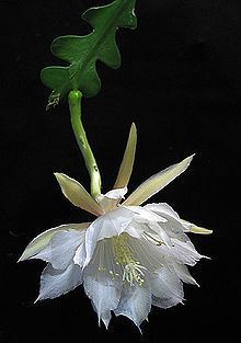 Epiphyllum anguliger httpsuploadwikimediaorgwikipediacommonsthu