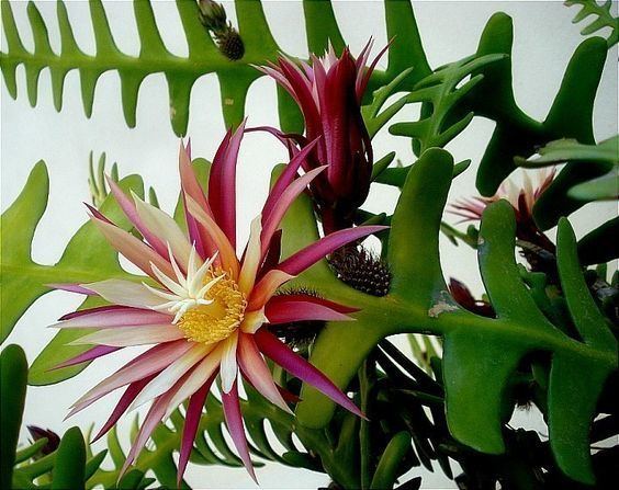 Epiphyllum anguliger Epiphyllum anguliger also known as the fishbone cactus It flowers