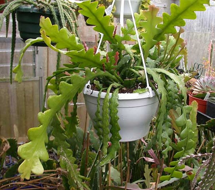 Epiphyllum anguliger Plants amp Flowers Epiphyllum anguliger