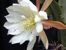 Epiphyllum crenatum httpsuploadwikimediaorgwikipediacommonsthu
