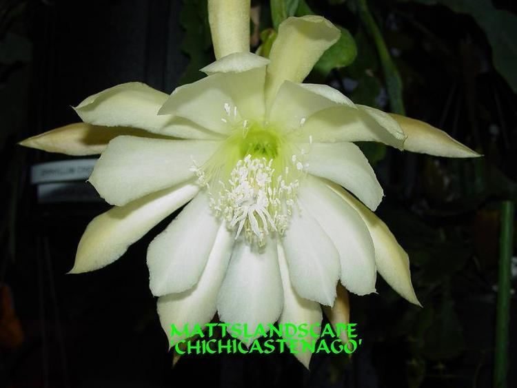 Epiphyllum crenatum Hybrid Epi Cactus Display Page