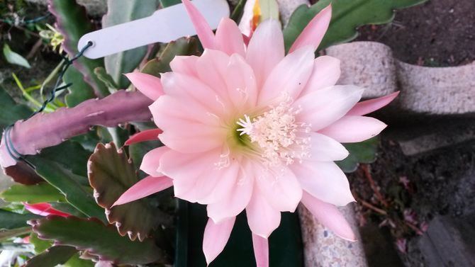 Epiphyllum How to Grow Epiphyllum Cactus with Pictures wikiHow