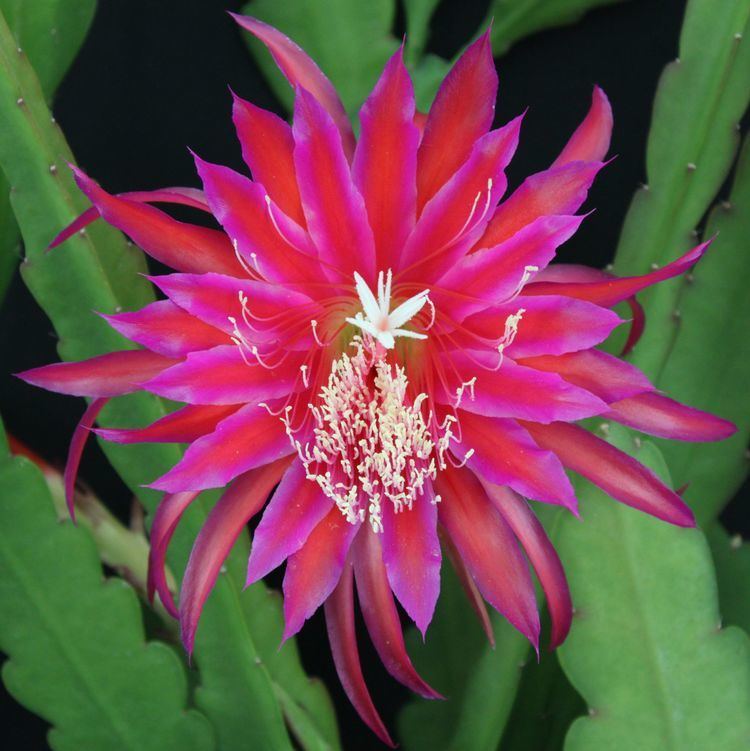 Epiphyllum Pacific Epiphyllum Nursery