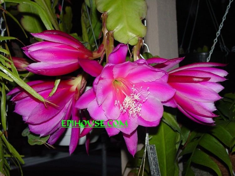 Epiphyllum hybrid Hybrid Epi Cactus Listed Alphabetically