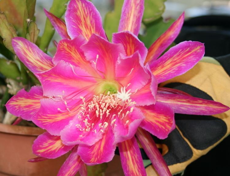 Epiphyllum hybrid 1000 images about Epiphyllum on Pinterest Greenhouses Cactus and
