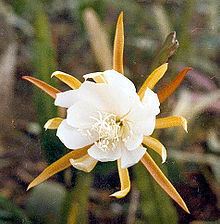 Epiphyllum laui httpsuploadwikimediaorgwikipediacommonsthu