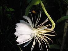 Epiphyllum oxypetalum httpsuploadwikimediaorgwikipediacommonsthu