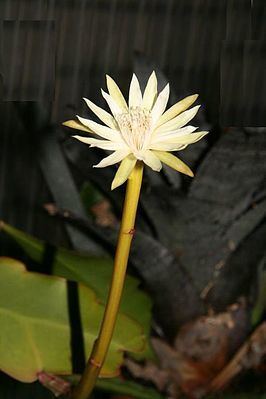Epiphyllum phyllanthus httpsuploadwikimediaorgwikipediacommonsthu