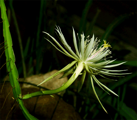 Epiphyllum phyllanthus Epiphyllum phyllanthus Epiphyllum phyllanthus subspecies
