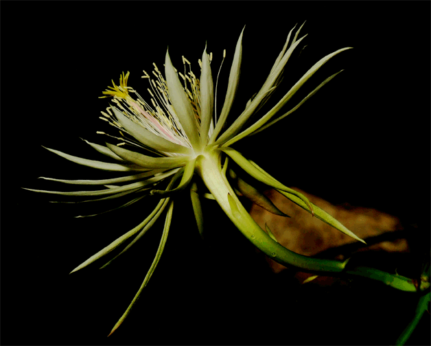 Epiphyllum phyllanthus Epiphyllum phyllanthus Epiphyllum phyllanthus subspecies