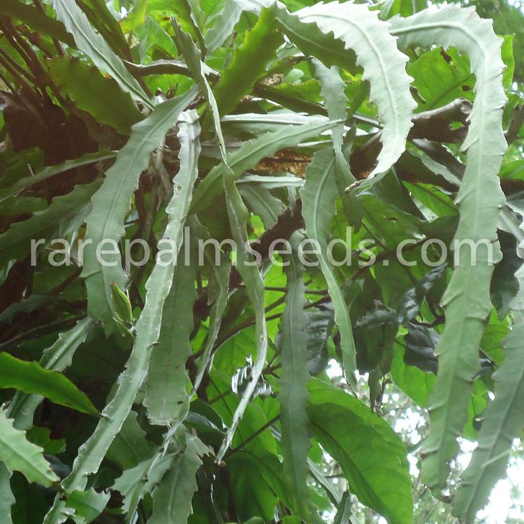 Epiphyllum phyllanthus Epiphyllum phyllanthus buy seeds at rarepalmseedscom