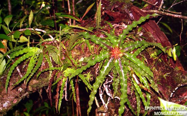 Epiphyte Epiphytes