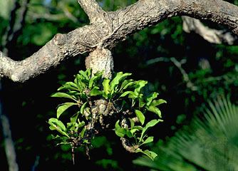 Epiphyte epiphyte plant type Britannicacom