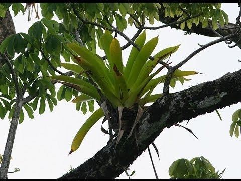 Epiphyte 10 Amazing Facts About Epiphytes YouTube