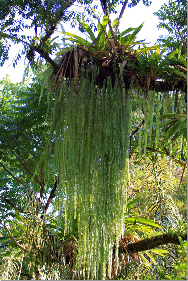Epiphyte Looking after Epiphytic Plants