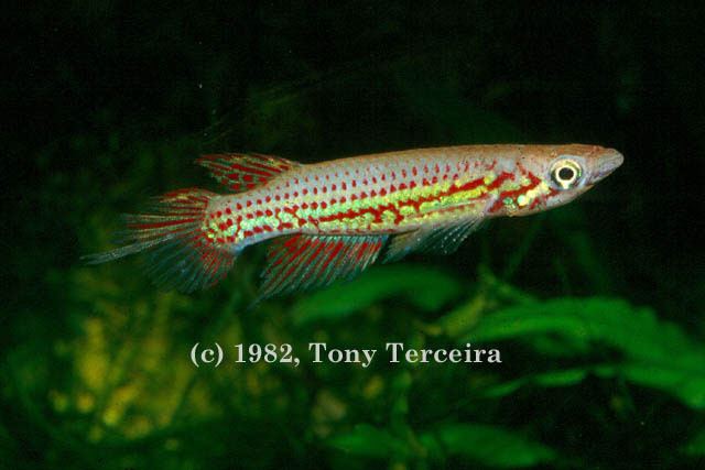 Epiplatys Fish Identification