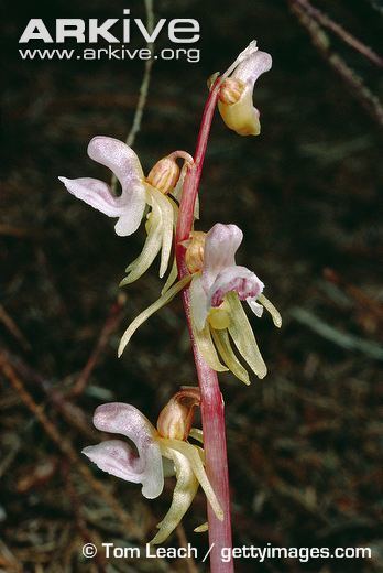 Epipogium aphyllum Ghost orchid videos photos and facts Epipogium aphyllum ARKive