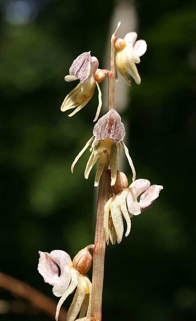 Epipogium aphyllum FileEpipogium aphyllum Luxembourg 063jpg Wikimedia Commons