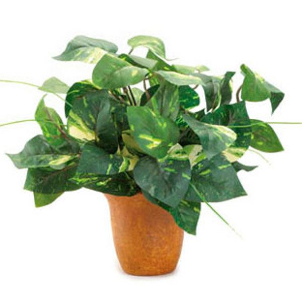 Epipremnum aureum Golden Pothos Devil39s Ivy Epipremnum aureum Pick Ontario