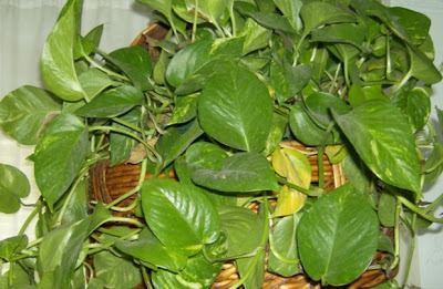 Epipremnum aureum Plants are the Strangest People John Q Public Epipremnum aureum