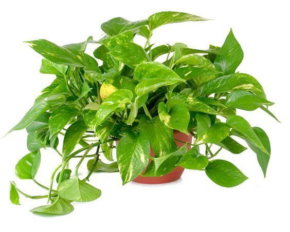 Epipremnum aureum Epipremnum aureum Pothos Vegetation Interior Pinterest