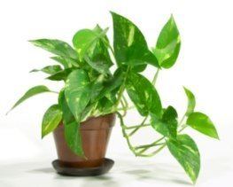 Epipremnum aureum Golden Pothos Plant Devil39s Ivy Epipremnum aureum Picture Care