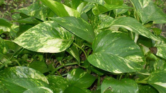 Epipremnum aureum Pothos Epipremnum aureum House Plant Gardening