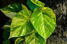 Epipremnum aureum httpsuploadwikimediaorgwikipediacommonsthu