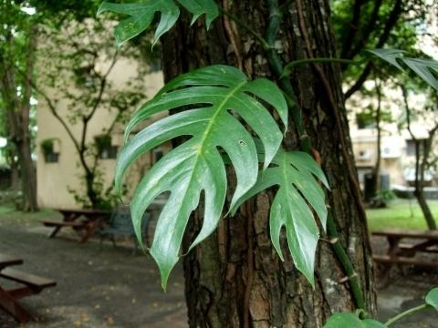 Epipremnum pinnatum Epipremnum pinnatum Useful Tropical Plants