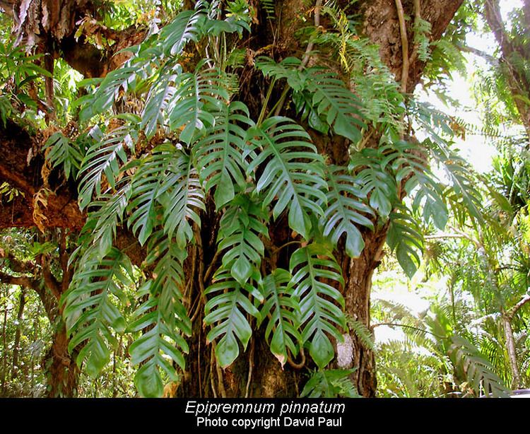 Epipremnum pinnatum Epipremnum pinnatum L Engl Epipremnum pinnatum Exotic