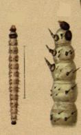 Epischnia cretaciella