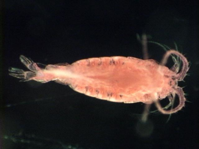 Epischura Zooplankton of the Great Lakes