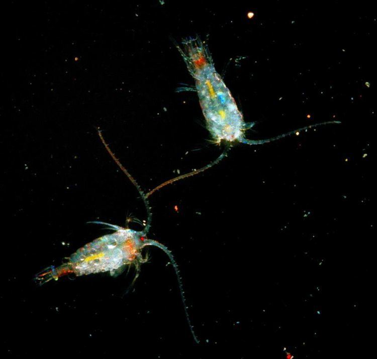 Epischura What is the name of the organism central to the zooplankton part of