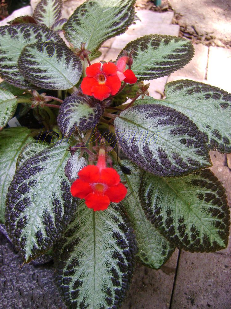 Episcia 1000 images about Episcia on Pinterest Soldiers Bethlehem and Blog