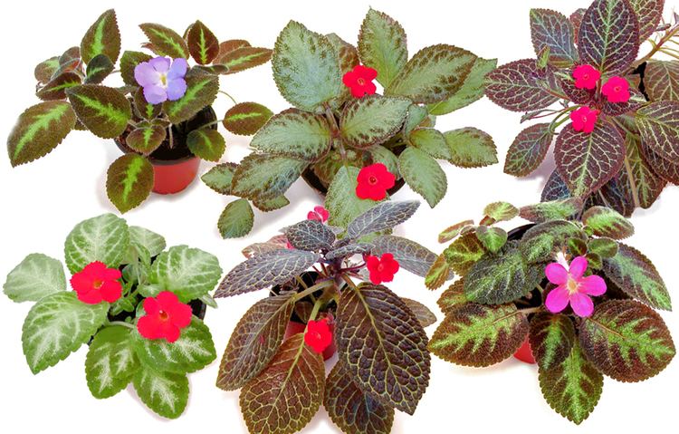 Episcia 4 IN Episcias Pack of 3