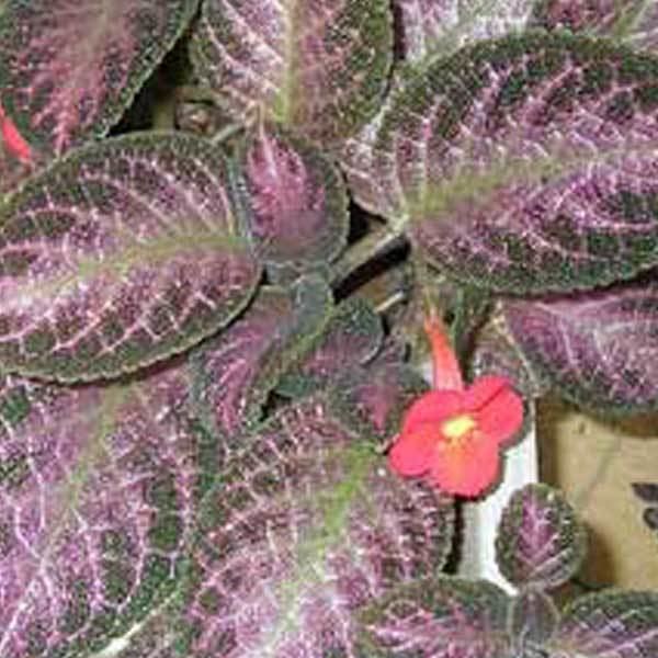 Episcia Episcia Plant How To Grow And Care For The Flame Violet