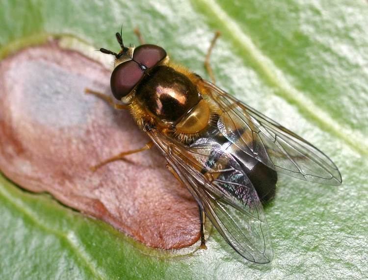 Epistrophe (fly) httpsuploadwikimediaorgwikipediacommons88