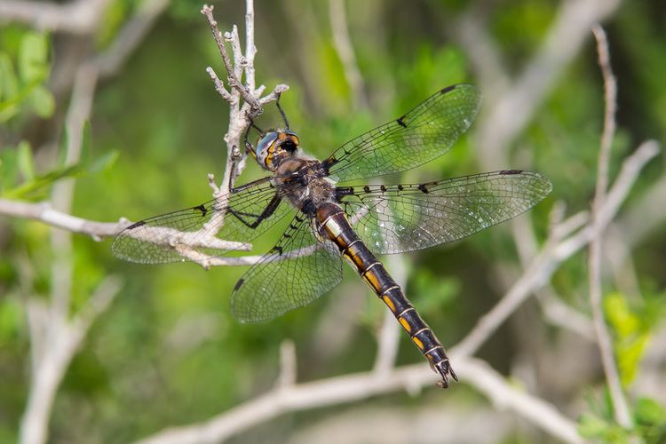 Epitheca Dotwinged Baskettail Epitheca Tetragoneuria petechialis