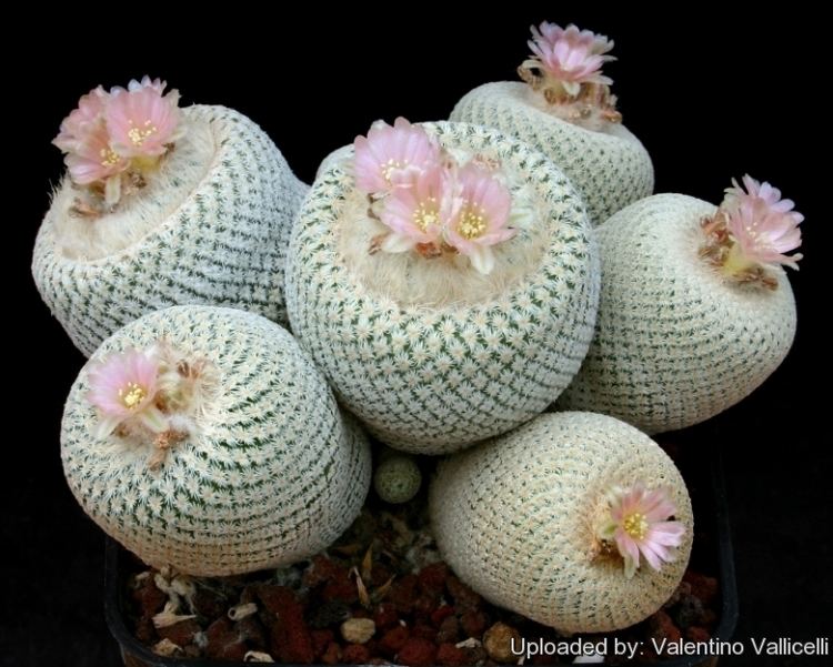 Epithelantha Epithelantha micromeris var bokei