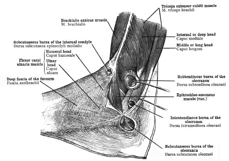 Epitrochleoanconeus muscle