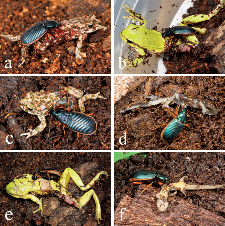 Epomis Predation of amphibians by carabid beetles of the genus Epomis found